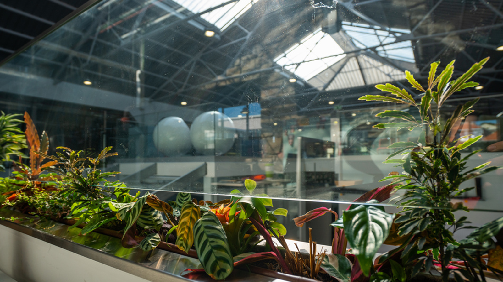 CSR Plants